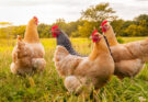 Regulations and Standards in Organic Egg Farming